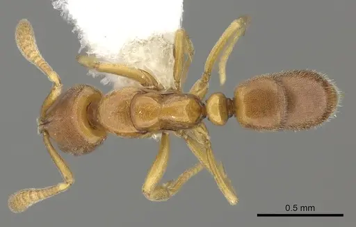 Hypoponera parva specimen CASENT0260431 image casent0260431_1
