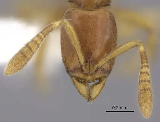 Hypoponera parva specimen CASENT0260431 image casent0260431_2