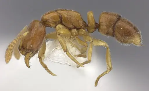 Hypoponera parva specimen CASENT0260431 image casent0260431_3