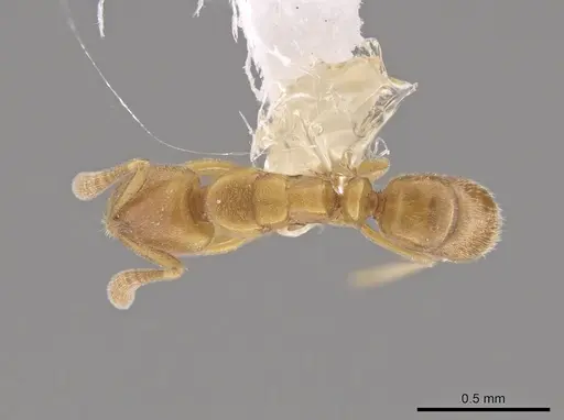 Hypoponera parva specimen CASENT0655126 image casent0655126_1