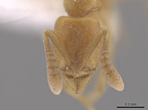 Hypoponera parva specimen CASENT0655126 image casent0655126_2