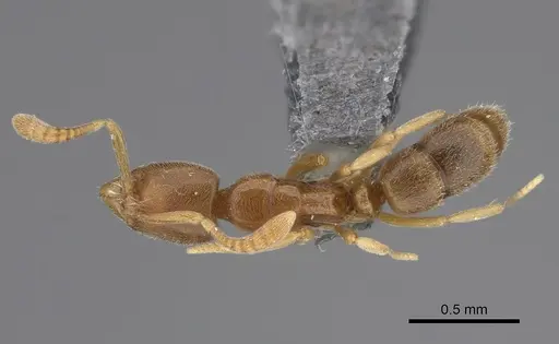 Hypoponera parva specimen CASENT0923398 image casent0923398_1