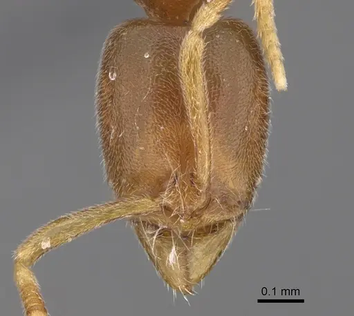 Hypoponera parva specimen CASENT0923398 image casent0923398_2