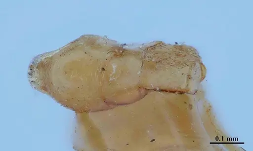 Hypoponera parva specimen MHNGENTO00094337 image mhngento00094337_1