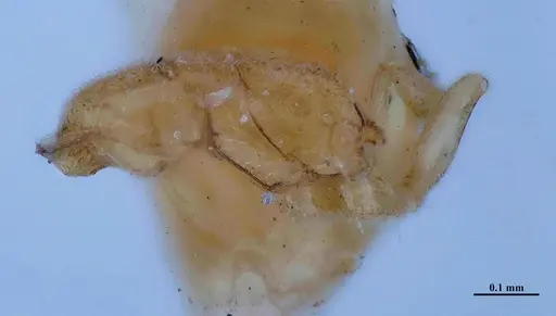 Hypoponera parva specimen MHNGENTO00094337 image mhngento00094337_2