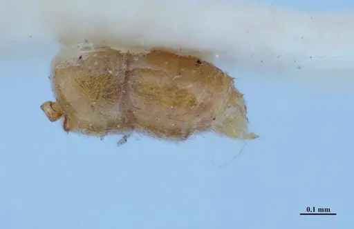 Hypoponera parva specimen MHNGENTO00094337 image mhngento00094337_3