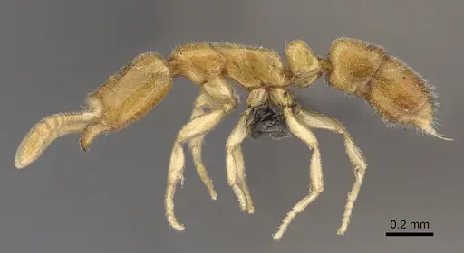 Hypoponera perparva specimen CASENT0250674 image casent0250674_1