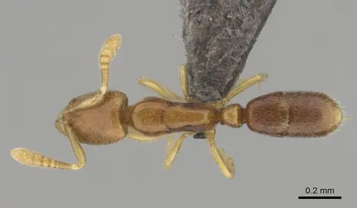 Hypoponera perparva specimen CASENT0250692 image casent0250692_1