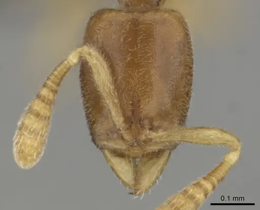 Hypoponera perparva specimen CASENT0250692 image casent0250692_2
