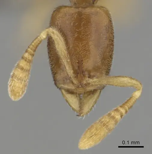 Hypoponera perparva specimen CASENT0250692 image casent0250692_3