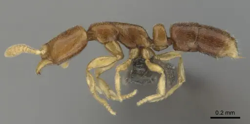 Hypoponera perparva specimen CASENT0250692 image casent0250692_4
