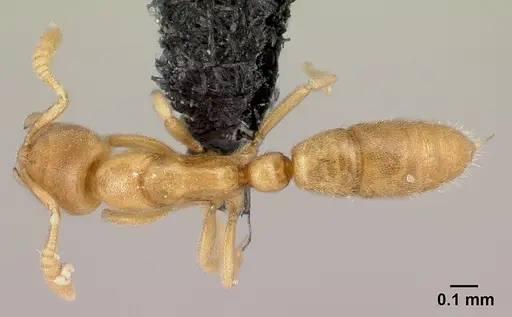 Hypoponera perparva specimen CASENT0395326 image casent0395326_1