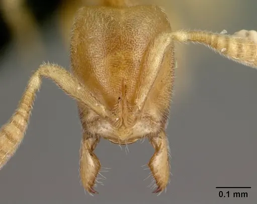 Hypoponera perparva specimen CASENT0395326 image casent0395326_2