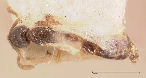 Hypoponera pia specimen FOCOL0999 image focol0999_1
