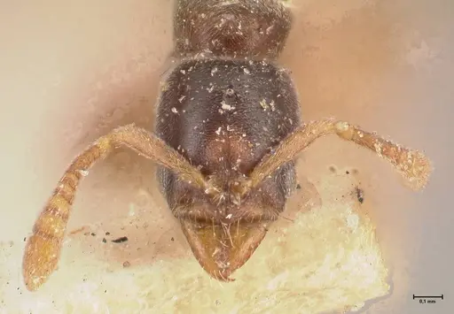 Hypoponera pia specimen FOCOL0999 image focol0999_2
