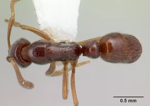Hypoponera producta specimen CASENT0226626 image casent0226626_1