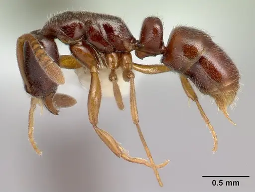 Hypoponera producta specimen CASENT0226626 image casent0226626_3