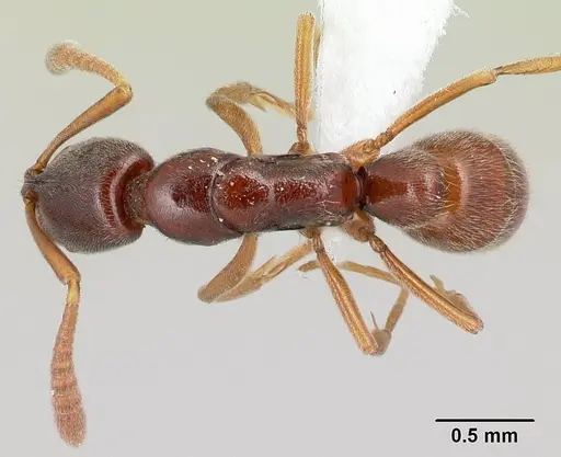 Hypoponera producta specimen CASENT0226628 image casent0226628_1