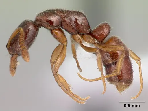 Hypoponera producta specimen CASENT0226628 image casent0226628_3