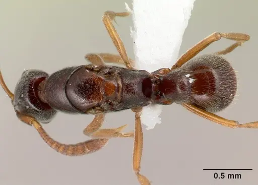 Hypoponera producta specimen CASENT0226629 image casent0226629_1
