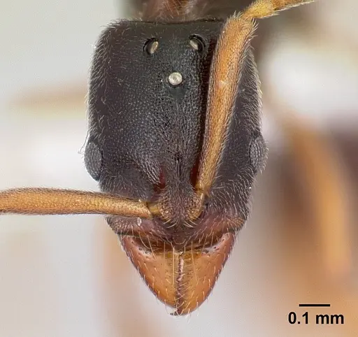 Hypoponera producta specimen CASENT0226629 image casent0226629_2