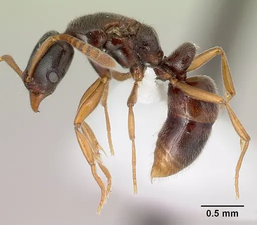 Hypoponera producta specimen CASENT0226629 image casent0226629_3