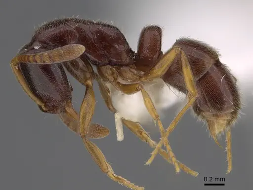 Hypoponera producta specimen CASENT0226631 image casent0226631_1
