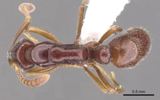 Hypoponera producta specimen CASENT0902558 image casent0902558_1