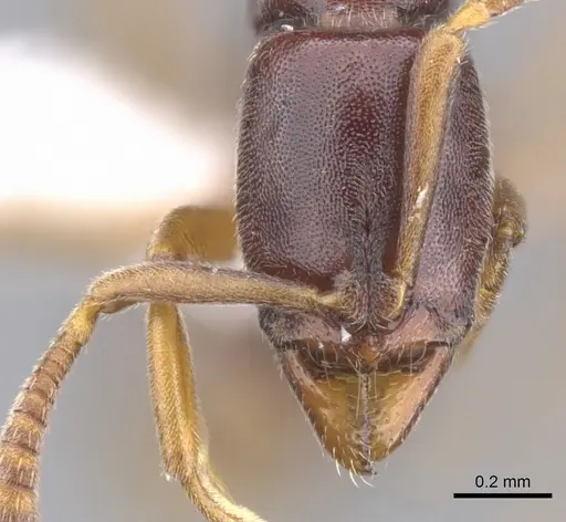 Hypoponera producta specimen CASENT0902558 image casent0902558_2