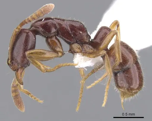 Hypoponera producta specimen CASENT0902558 image casent0902558_3