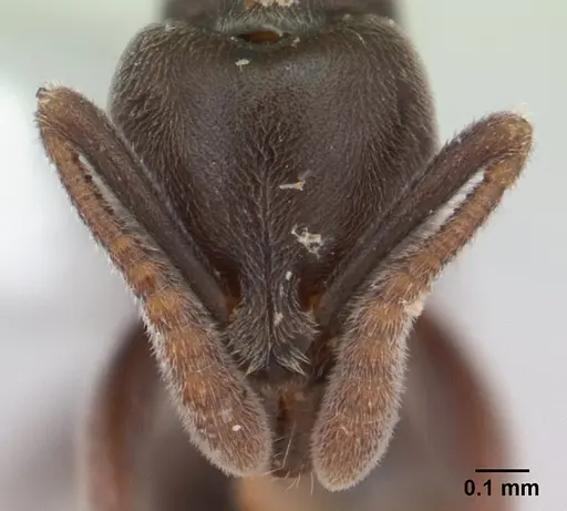 Hypoponera pruinosa specimen CASENT0178372 image casent0178372_2