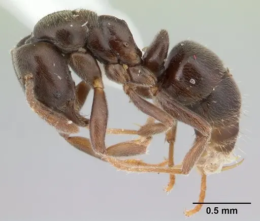 Hypoponera pruinosa specimen CASENT0178372 image casent0178372_3