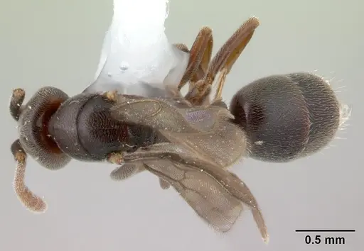 Hypoponera pruinosa specimen CASENT0178373 image casent0178373_1