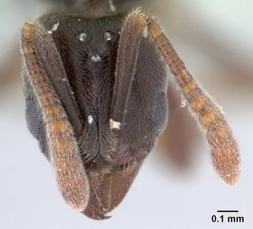Hypoponera pruinosa specimen CASENT0178373 image casent0178373_2