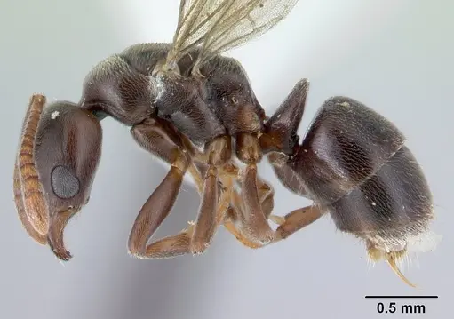 Hypoponera pruinosa specimen CASENT0178373 image casent0178373_3