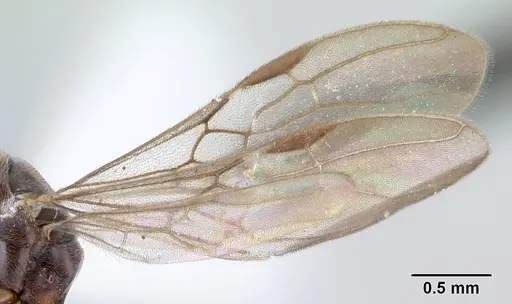 Hypoponera pruinosa specimen CASENT0178373 image casent0178373_4