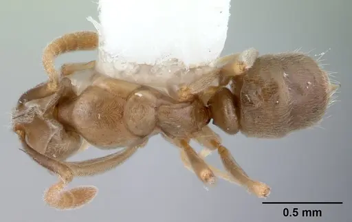 Hypoponera pruinosa specimen CASENT0178374 image casent0178374_1
