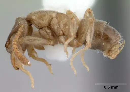 Hypoponera pruinosa specimen CASENT0178374 image casent0178374_3