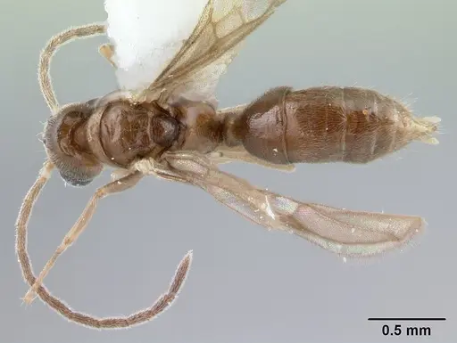 Hypoponera pruinosa specimen CASENT0178375 image casent0178375_1