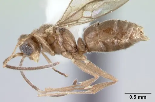Hypoponera pruinosa specimen CASENT0178375 image casent0178375_3