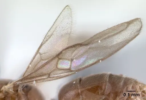 Hypoponera pruinosa specimen CASENT0178375 image casent0178375_4