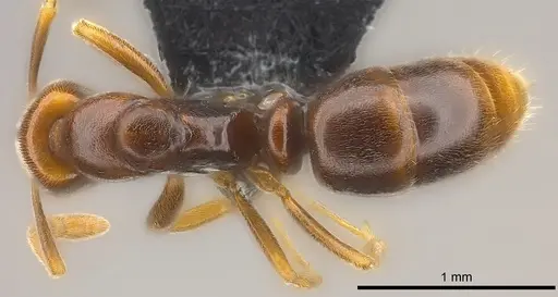 Hypoponera pruinosa specimen CASENT0186203 image casent0186203_1