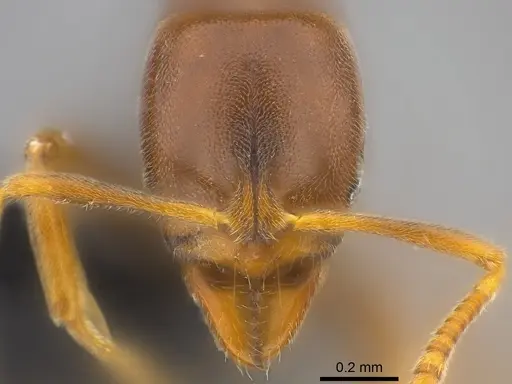 Hypoponera pruinosa specimen CASENT0186203 image casent0186203_2