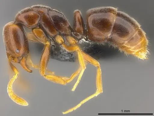 Hypoponera pruinosa specimen CASENT0186203 image casent0186203_3
