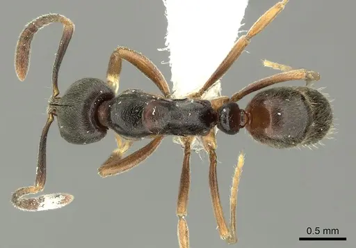Hypoponera pruinosa specimen CASENT0199841 image casent0199841_1