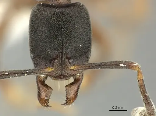 Hypoponera pruinosa specimen CASENT0199841 image casent0199841_2