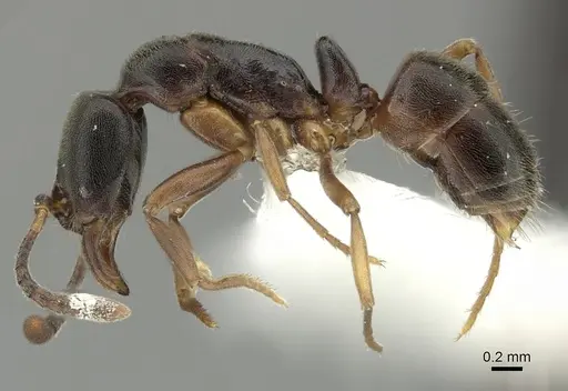 Hypoponera pruinosa specimen CASENT0199841 image casent0199841_3