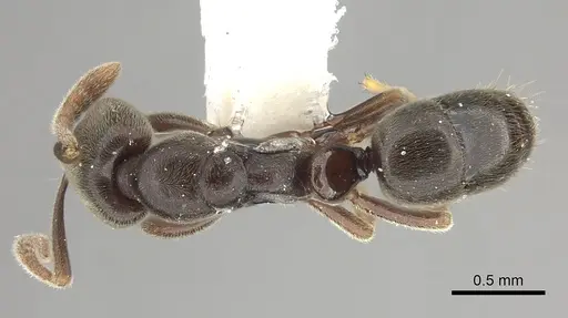 Hypoponera pruinosa specimen CASENT0260435 image casent0260435_1