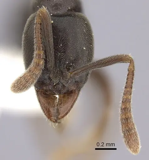 Hypoponera pruinosa specimen CASENT0260435 image casent0260435_2