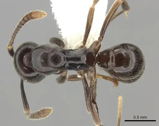 Hypoponera pruinosa specimen CASENT0260436 image casent0260436_1